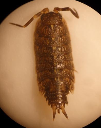 Acaeroplastes melanurus