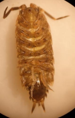 Acaeroplastes melanurus