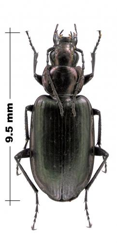 Agonum rugicolle