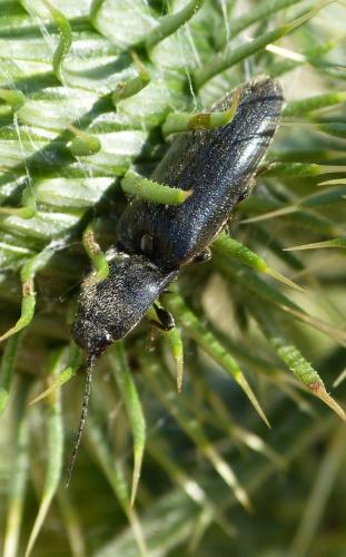 Réf. 155 928 : Hemicrepidius sp.