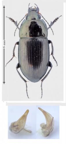 Réf. 155 701 : Amara lunicollis