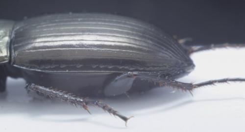 Réf. 155 711 : Amara lunicollis