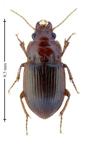Amara fulva