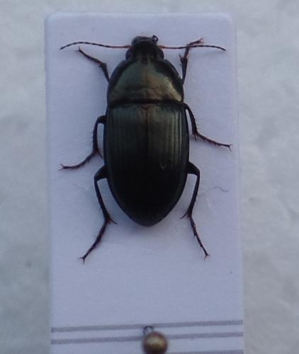 Réf. 155 767 : Amara ovata