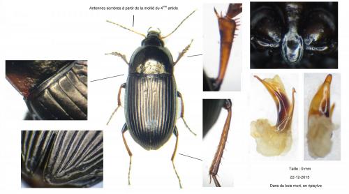 Réf. 155 210 : Amara similata