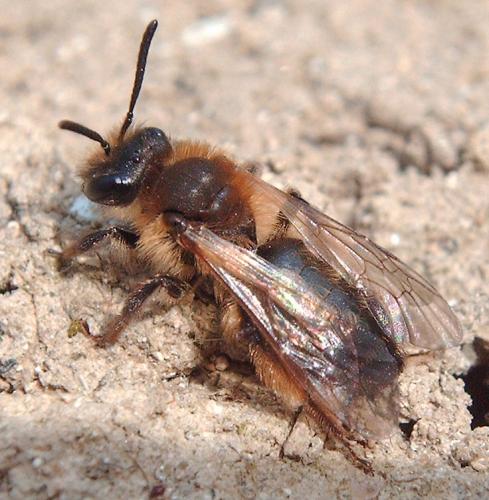 Andrena sp.