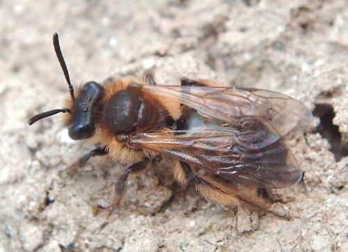 Andrena sp.