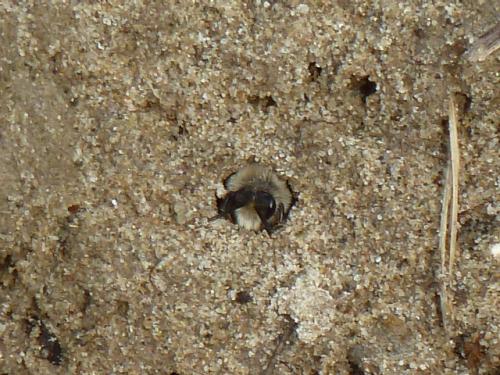 Colletes cunicularius