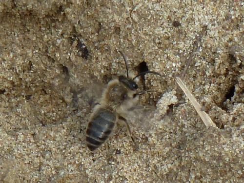 Colletes cunicularius