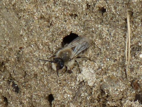 Colletes cunicularius