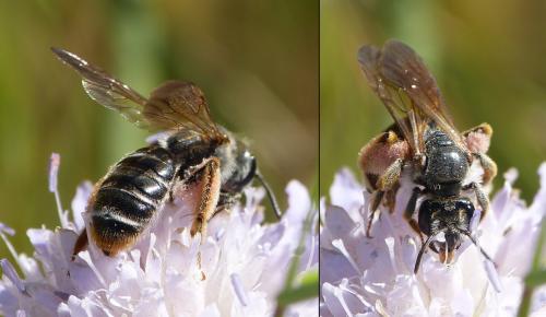 Andrena hattorfiana
