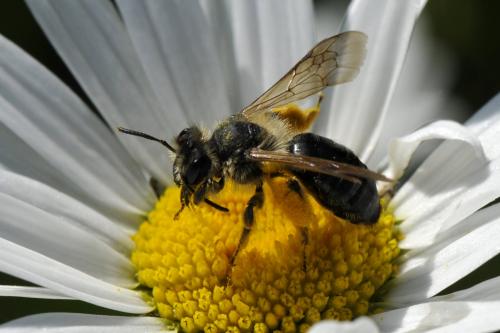 Andrena sp.
