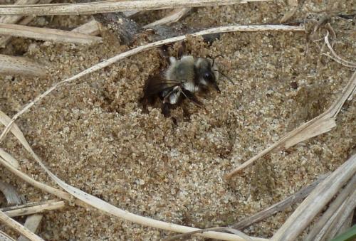 Andrena vaga