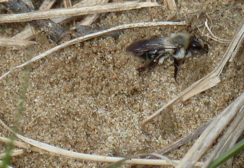 Andrena vaga