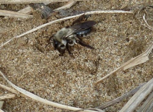 Andrena vaga