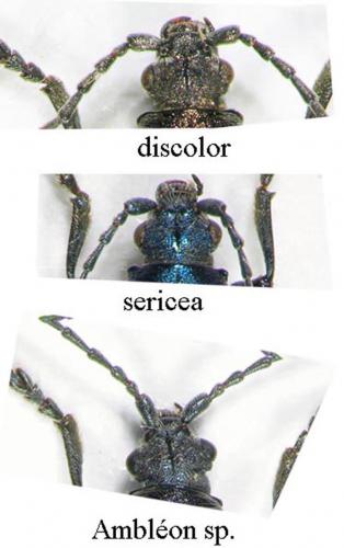 Réf. 155 893 : Plateumaris divers