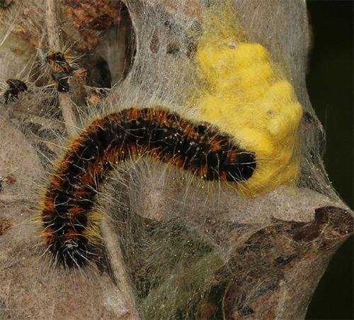 Cotesia sp.