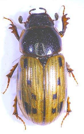 Chilothorax conspurcatus