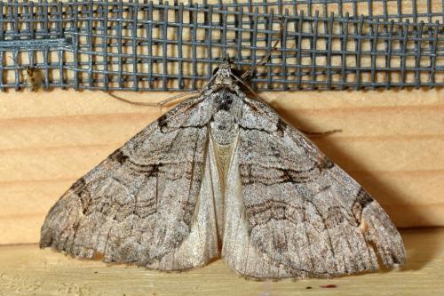 Réf. 155 737 : Aplocera plagiata