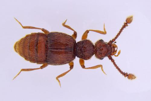 Amauronyx maerkelii