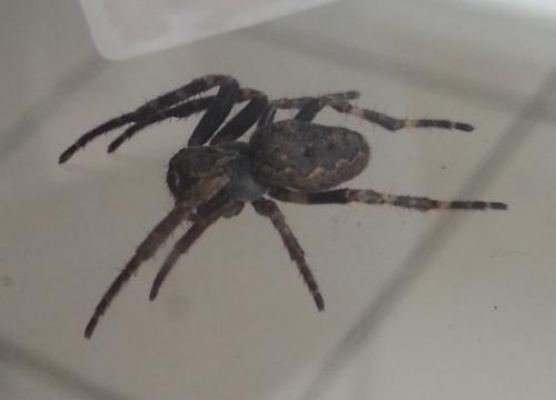 Nuctenea umbratica