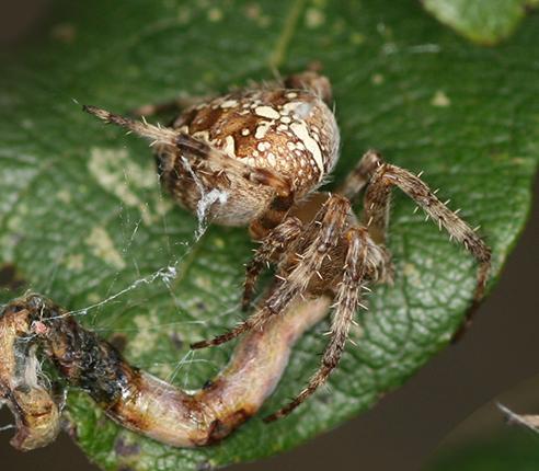 Araneus diadematus