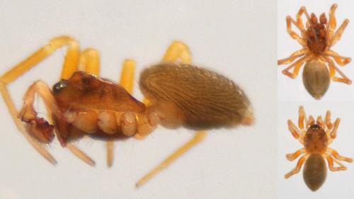 Réf. 155 543 : Oedothorax retusus