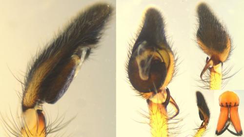 Réf. 155 582 : Cheiracanthium punctorium