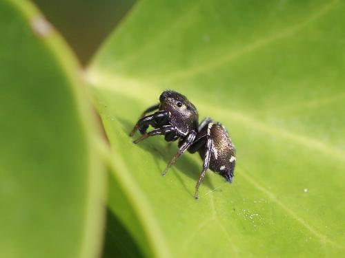 Heliophanus tribulosus