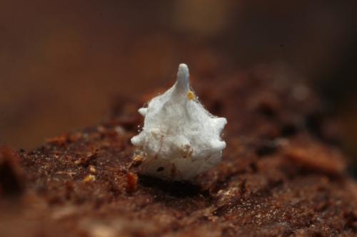 Paidiscura pallens