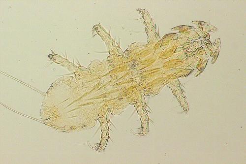 Réf. 155 102 : Archemyobia pectinata