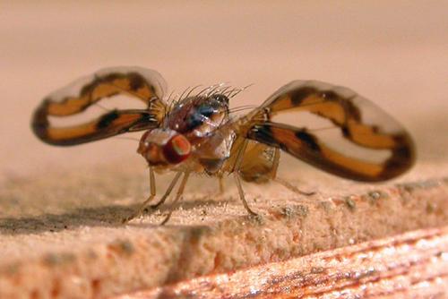 Toxoneura muliebris