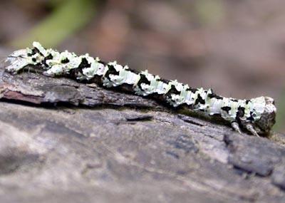 Cleorodes lichenaria