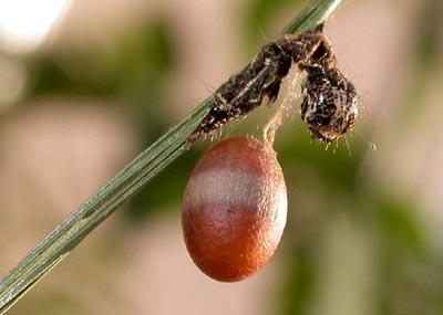 Réf. 155 419 : Campopleginae inconnu