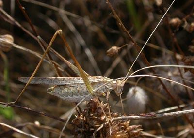 Tylopsis lilifolia