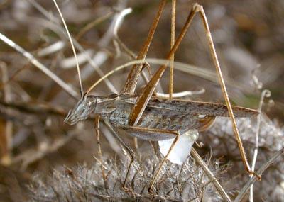 Tylopsis lilifolia