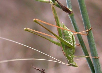 Tylopsis lilifolia