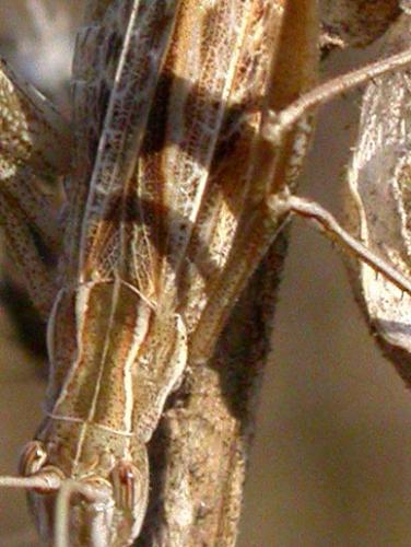 Tylopsis lilifolia