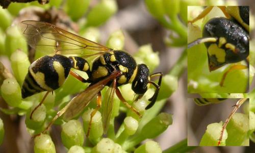 Eumenes sp.