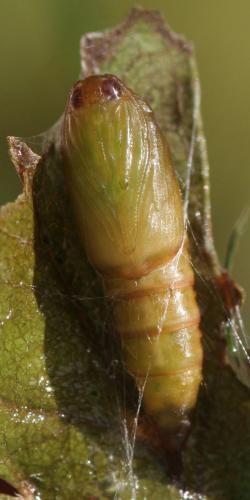Choristoneura lafauryana