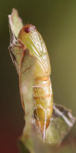 Choristoneura lafauryana
