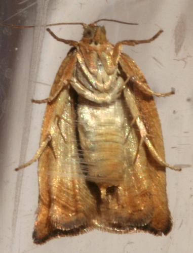 Choristoneura lafauryana