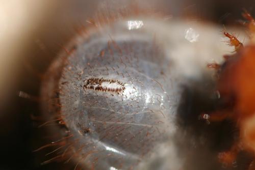 Cetonia aurata
