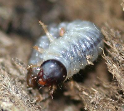 Réf. 155 514 : Aphodius sp.