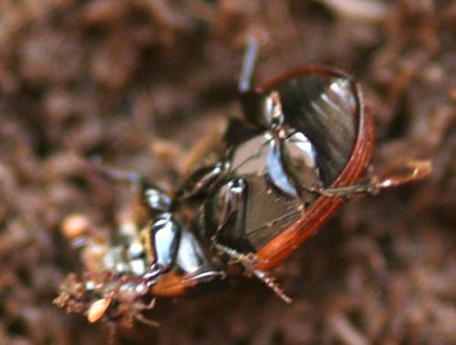 Réf. 155 516 : Aphodius sp.