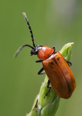 Réf. 155 426 : Exosoma lusitanicum