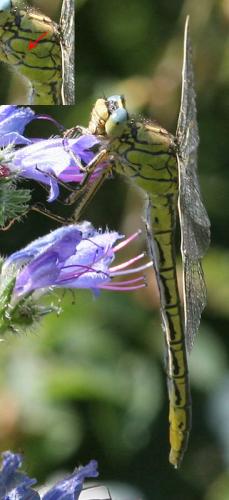 Gomphus pulchellus