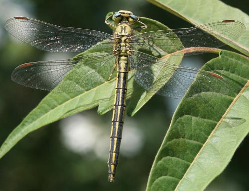 Réf. 155 607 : Gomphus pulchellus