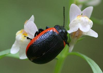 Chrysolina kuesteri