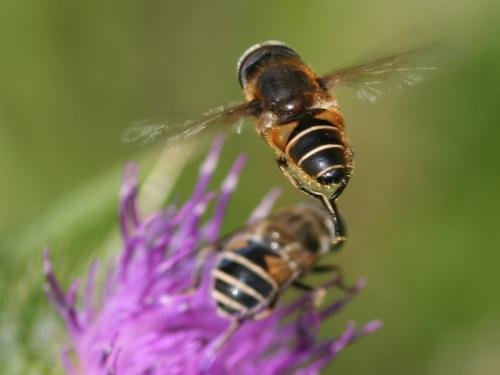 Eristalis nemorum